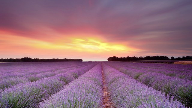 Landscape lavender purple sunset