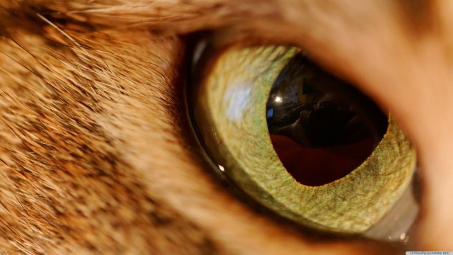 Eye animal close-up