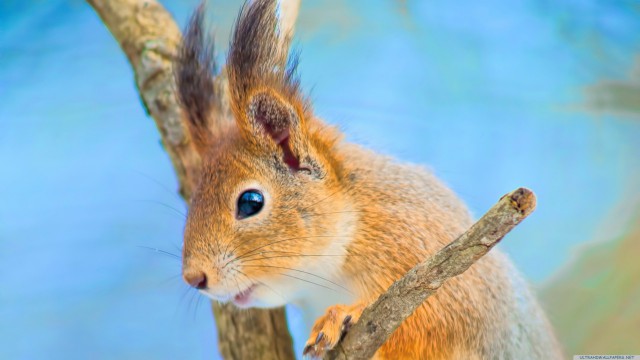 Cute squirrel animal