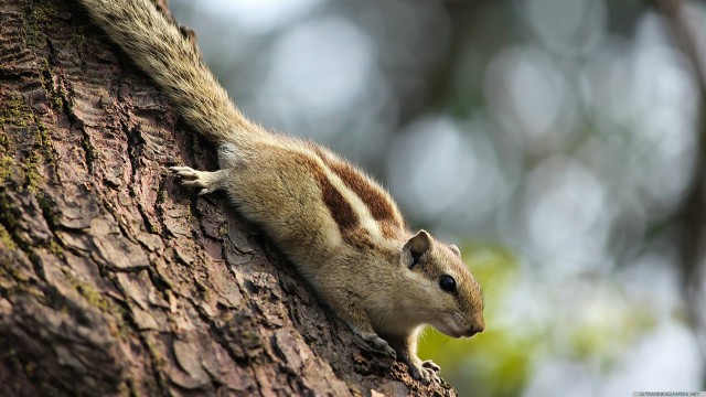 Squirrel tree animal blur