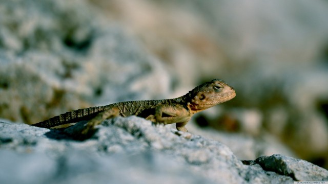 Blur lizard reptile