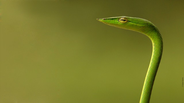 Animal snake green