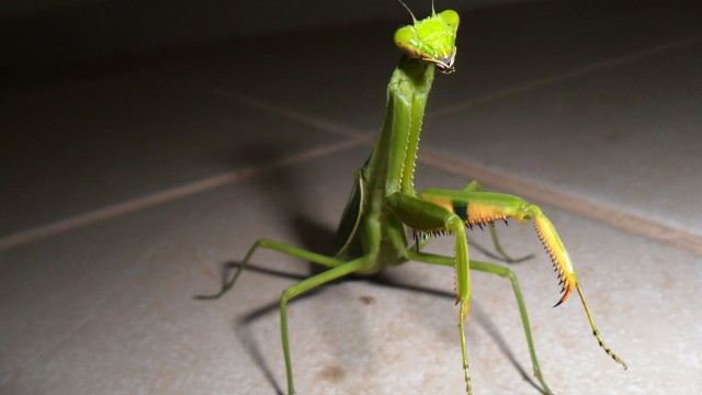 Insect praying mantis green