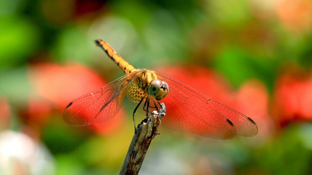 Insect dragonfly nature