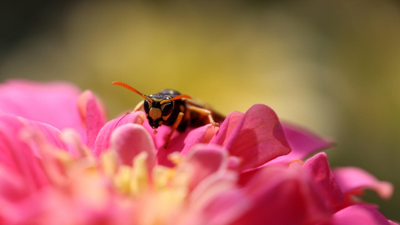 пчела цветы розовые flowers pink bee без смс
