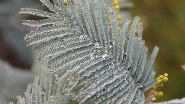 Flower water droplets drops