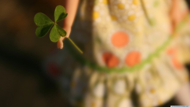 Clover flower girl blur