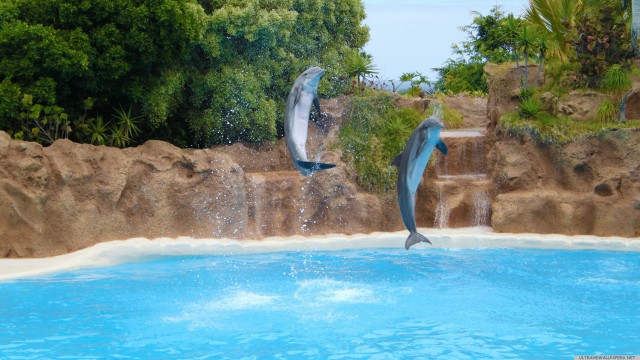 Dolphin animal sea