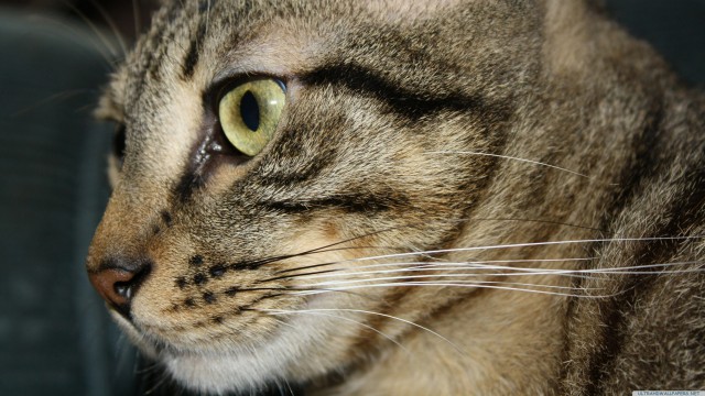 Cat close-up animal