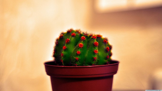Cactus close-up blurred