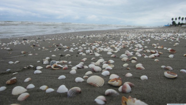 Seashell sand sky