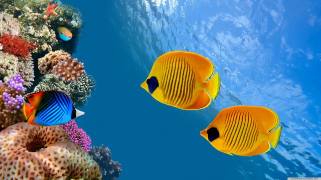 Sea coral blue tropical fish fish